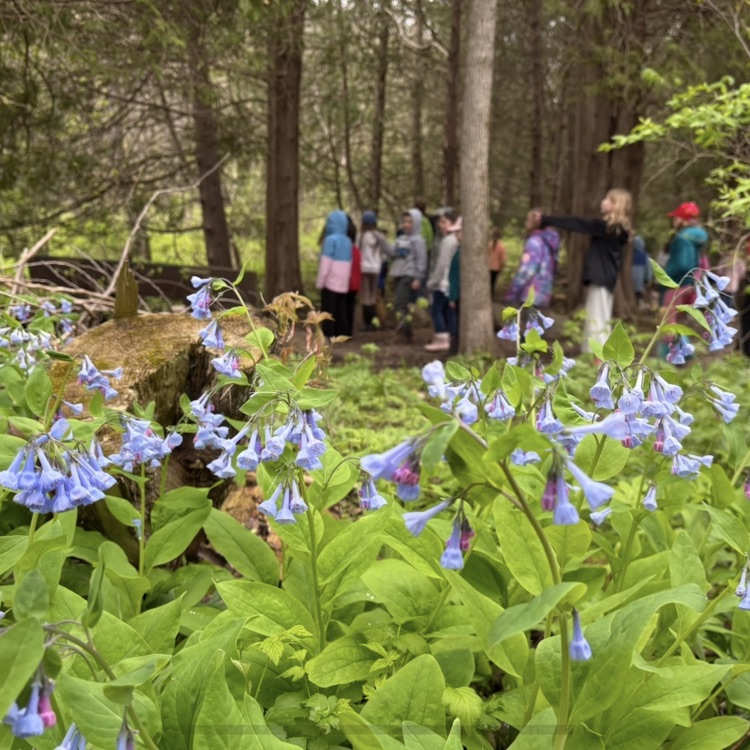 Bluebells!