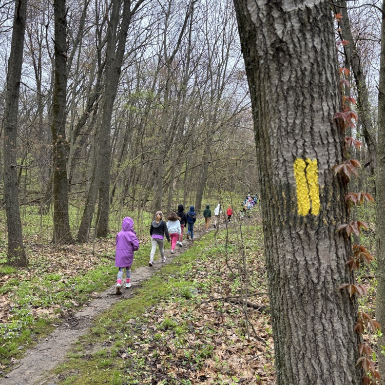Into the woods...