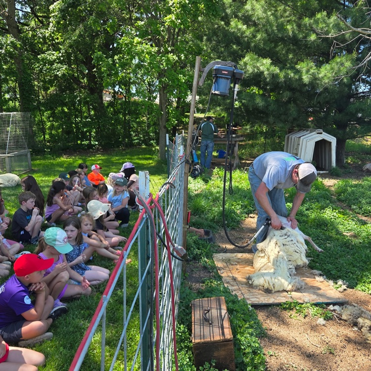 Watching the shearing.