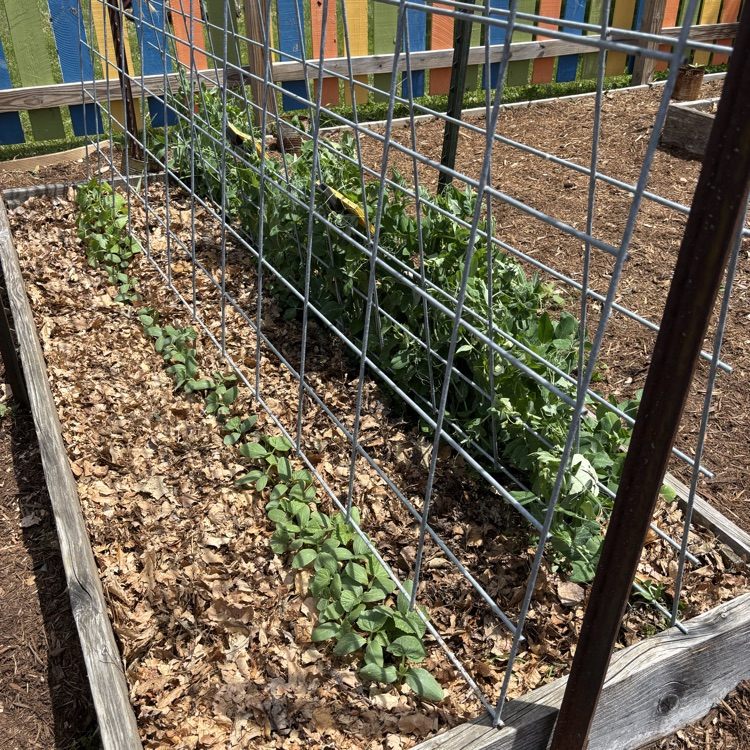 Peas and cucumbers planted by first grade!