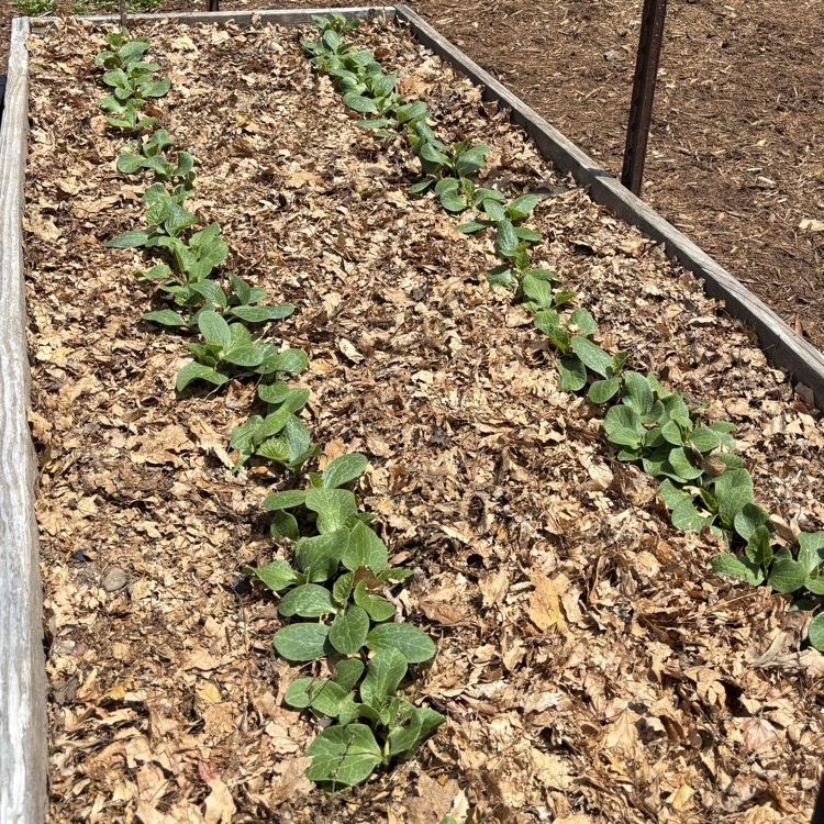 Kindergarten pumpkins have sprouted!