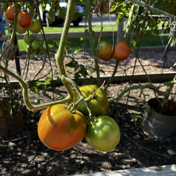 Tomatoes are almost ready!