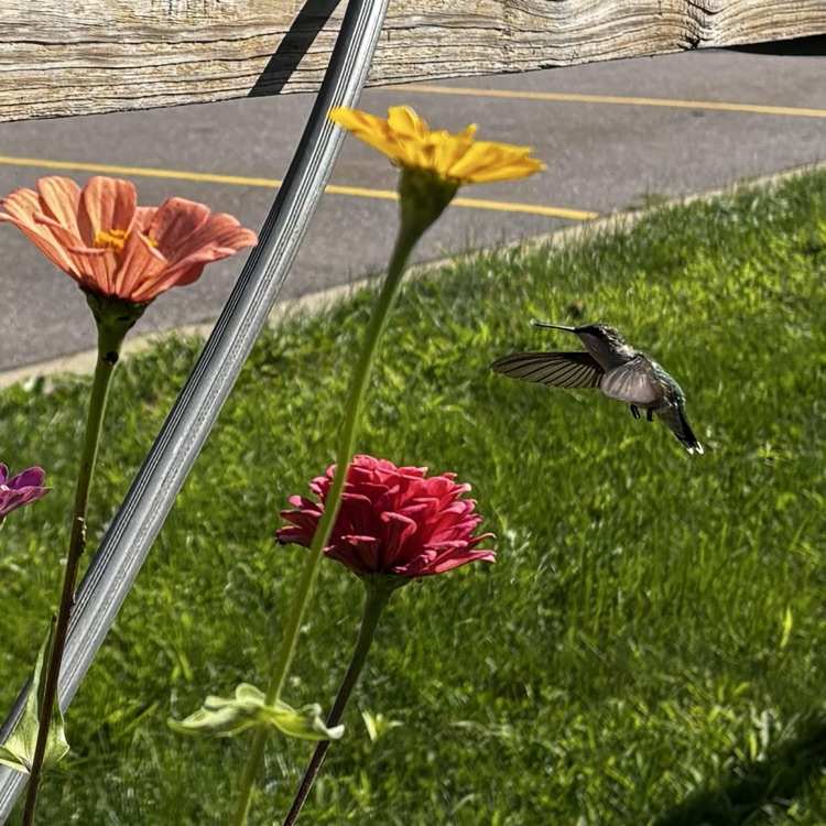 Hummingbirds love our garden too!