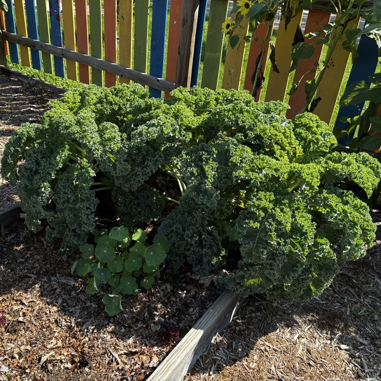 Bumper crop of kale!