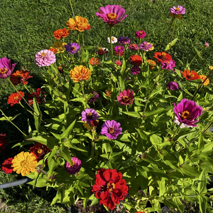 Blooming!