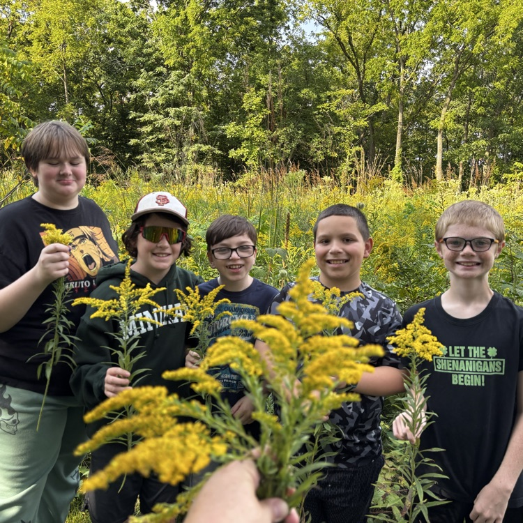 Making goldenrod jelly !