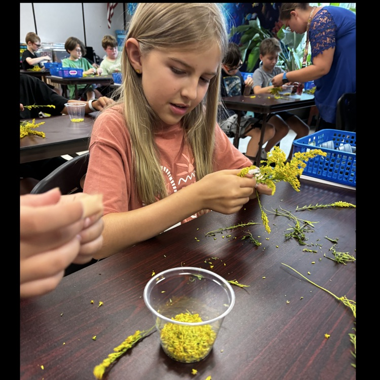 Making goldenrod jelly!