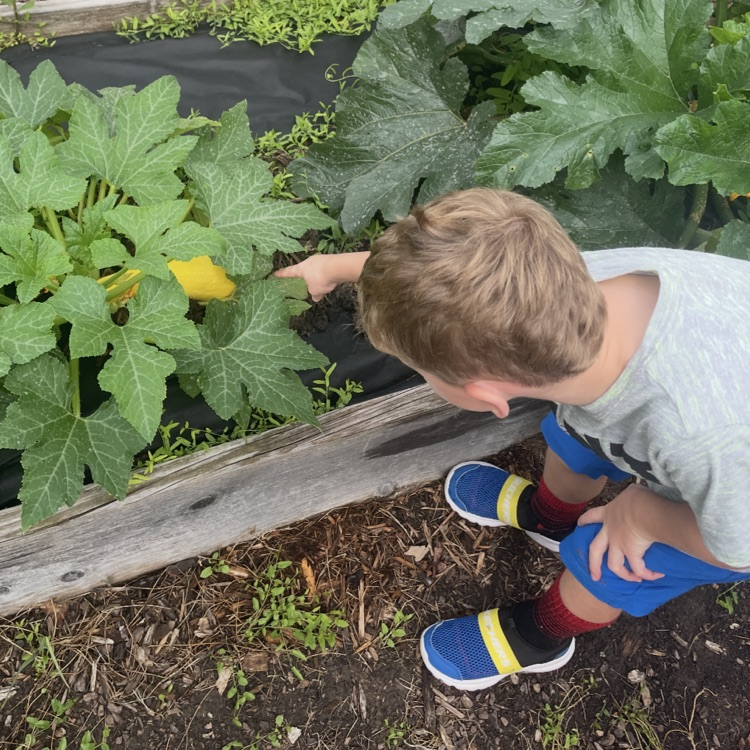 Harvesting zucchini !