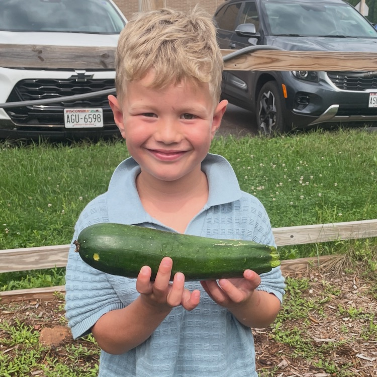 Harvesting zucchini!