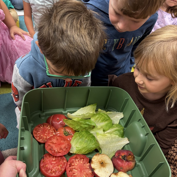 Worm buffet! Food waste from the garden produce. 