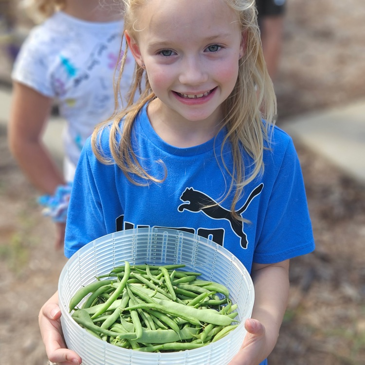 Harvesting beans from the school garden!
