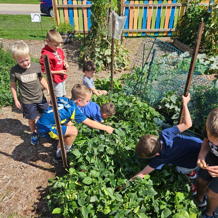 Harvesting beans from the school garden!