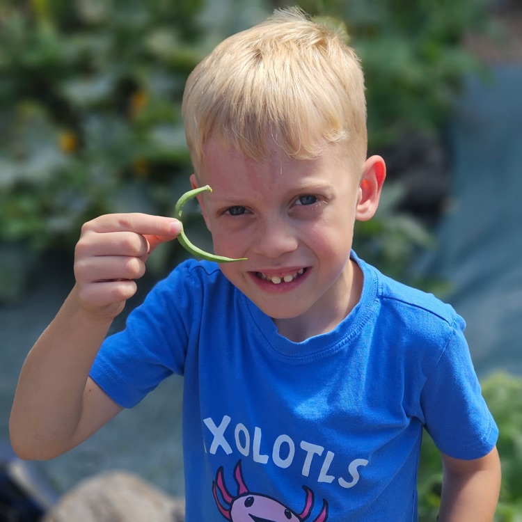 Harvesting beans from the school garden!