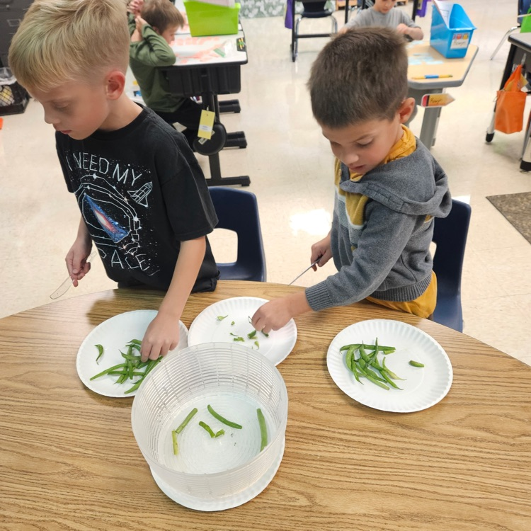 Making dilly beans!