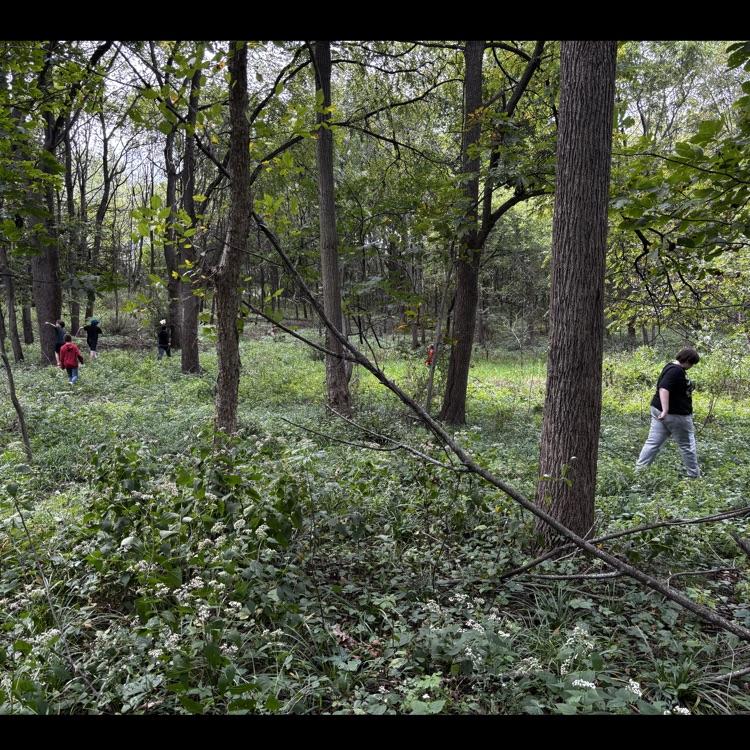 Woodland planting