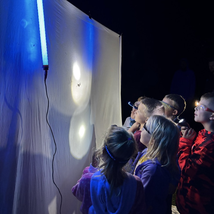 Specialized lights to attract insects for viewing. 