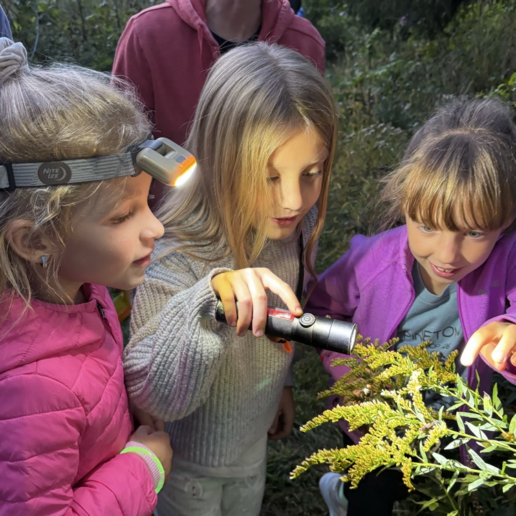 Junior entomologists!