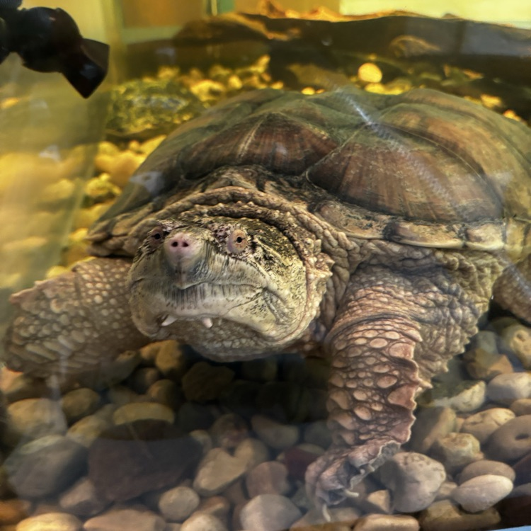 Serious turtle  