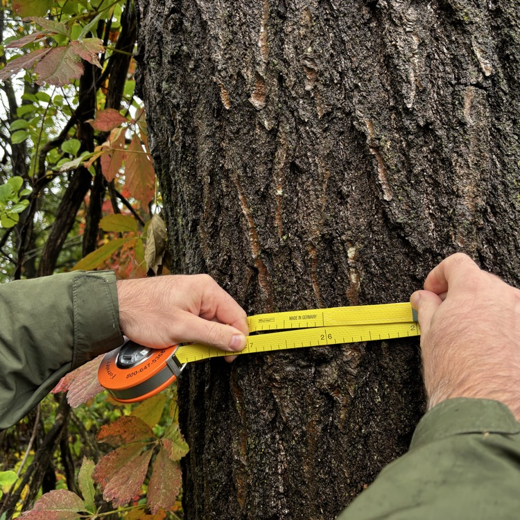 Special measuring tape for tree diameter.