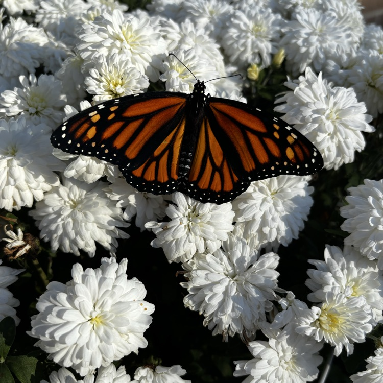 Enjoying the 4K flowers. 