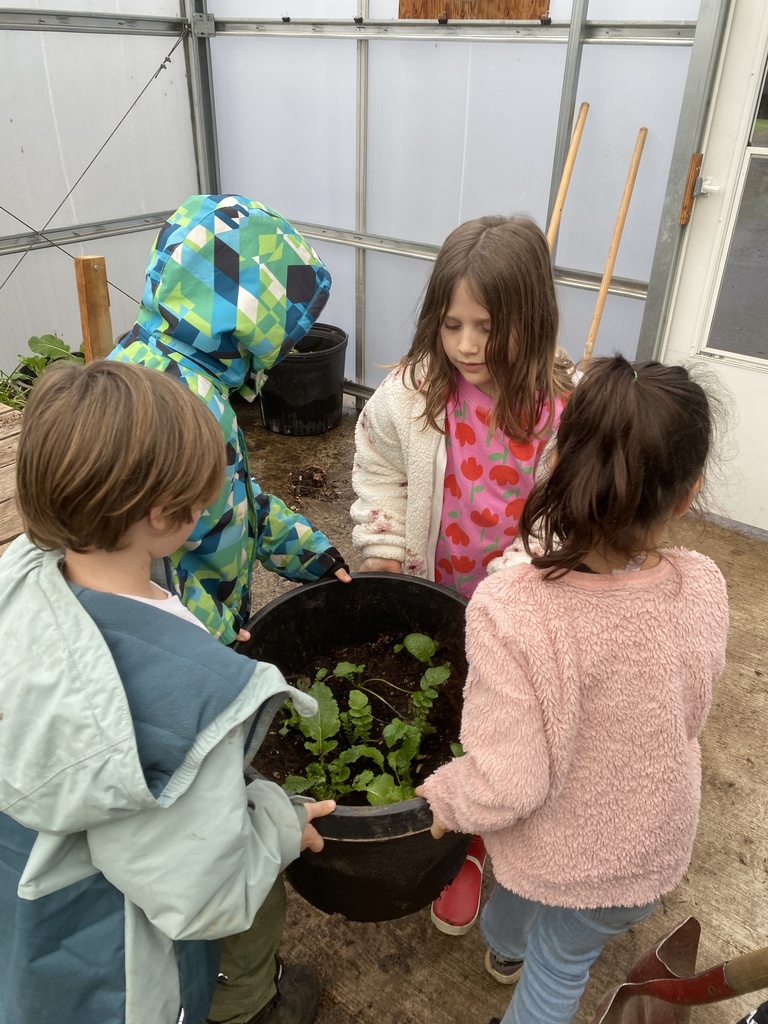 Veggie bingo, arugula harvest, transplanting and watering in the greenhouse.