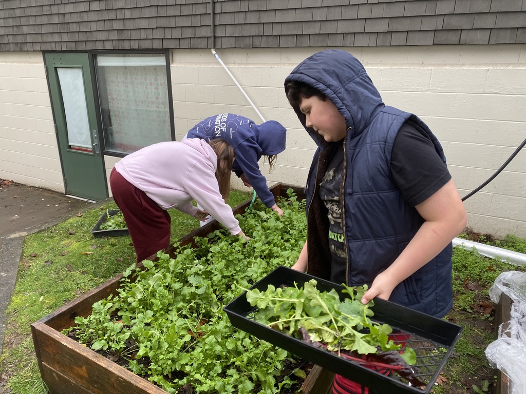 Veggie bingo, arugula harvest, transplanting and watering in the greenhouse.