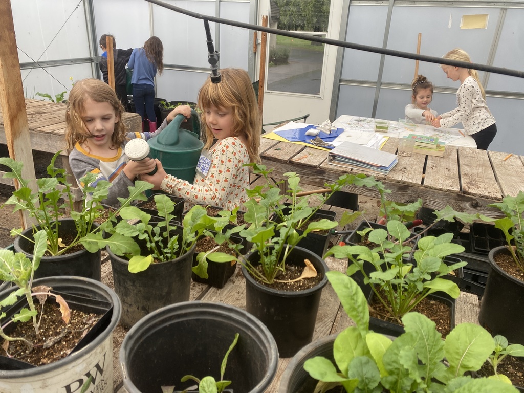 Veggie bingo, arugula harvest, transplanting and watering in the greenhouse.