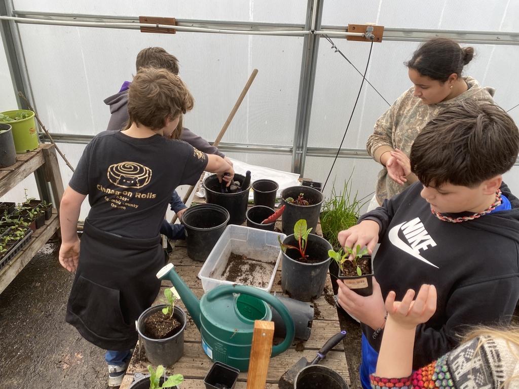 Veggie bingo, arugula harvest, transplanting and watering in the greenhouse.