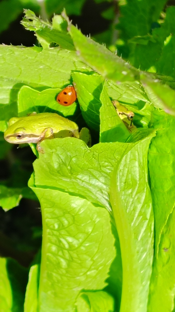 lady bug