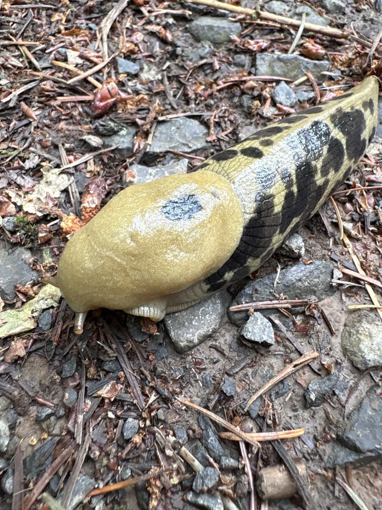 banana slug