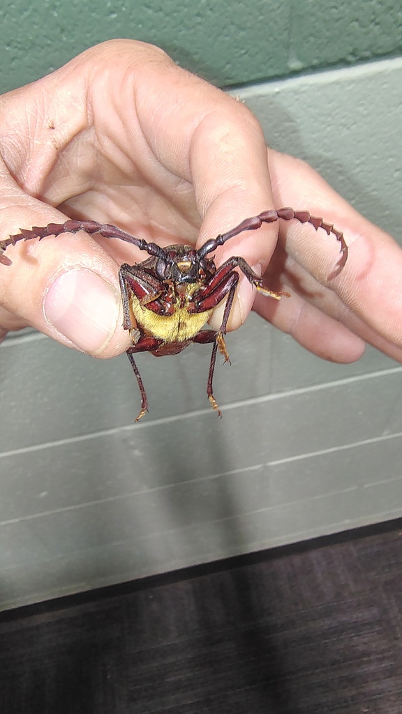 bugs