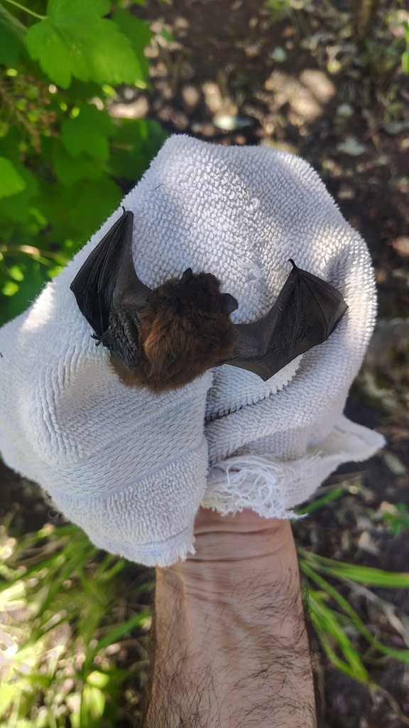 bat