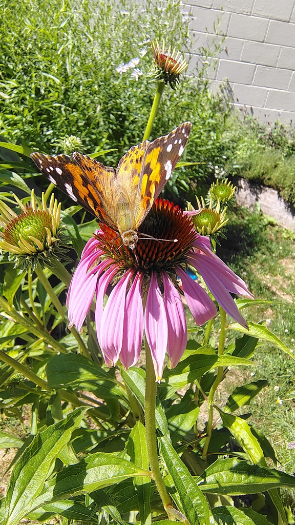 butterfly