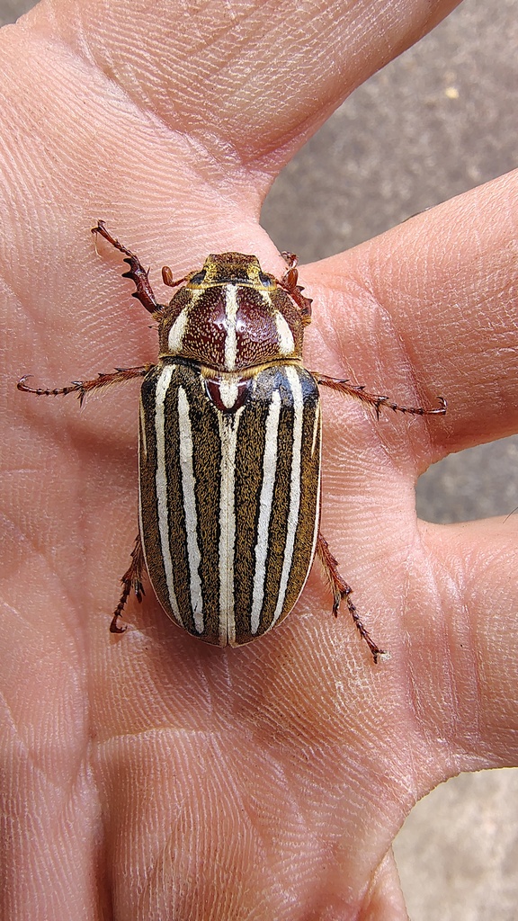 bugs