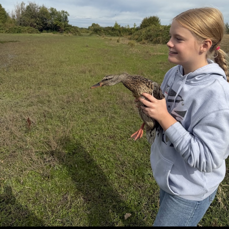 duck chuck