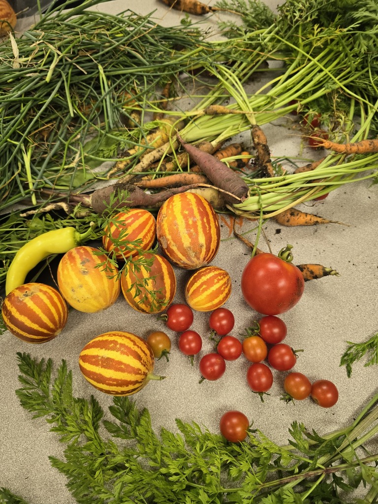 Freshly harvested vegetables including striped melons, cherry tomatoes, carrots, and onions.