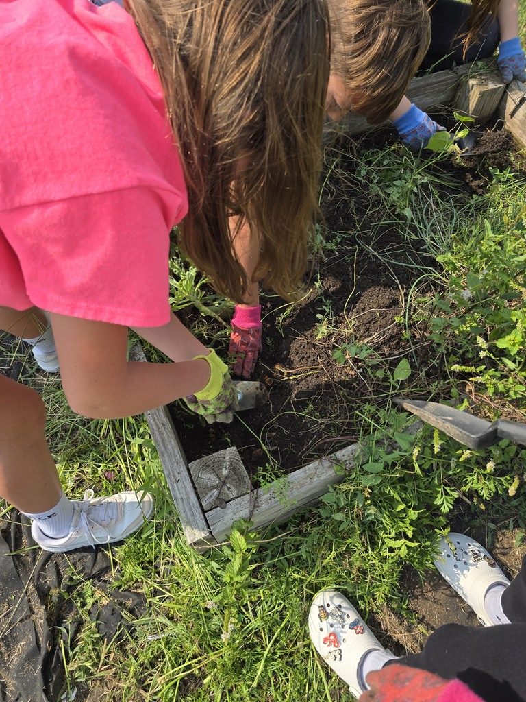 Student wearing gloves digs in a garden bed with a small trowel.