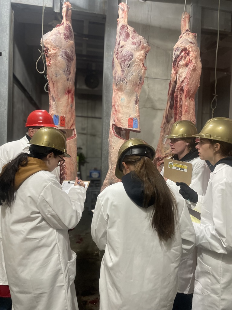 Group of students in lab coats study hanging beef carcasses while recording data.