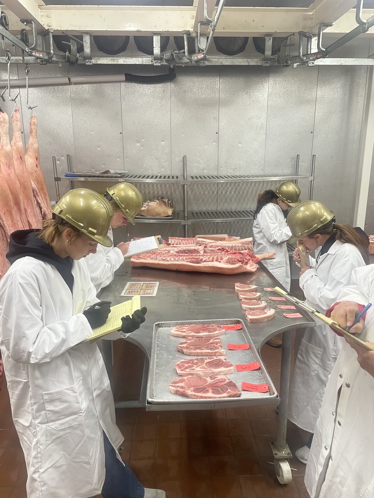 Students in white lab coats and gold helmets evaluate cuts of pork on metal tables inside a chilled meat lab.