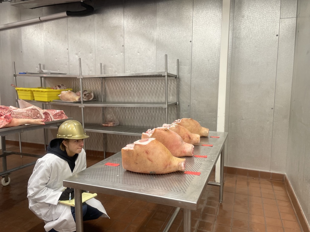 Student crouches beside a table lined with pork hams, taking notes during meat evaluation.