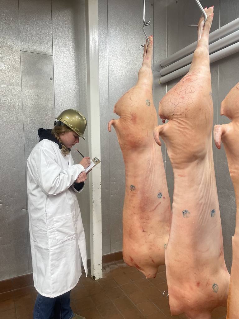 Student in a white lab coat examines hanging pork carcasses and writes notes on a clipboard.