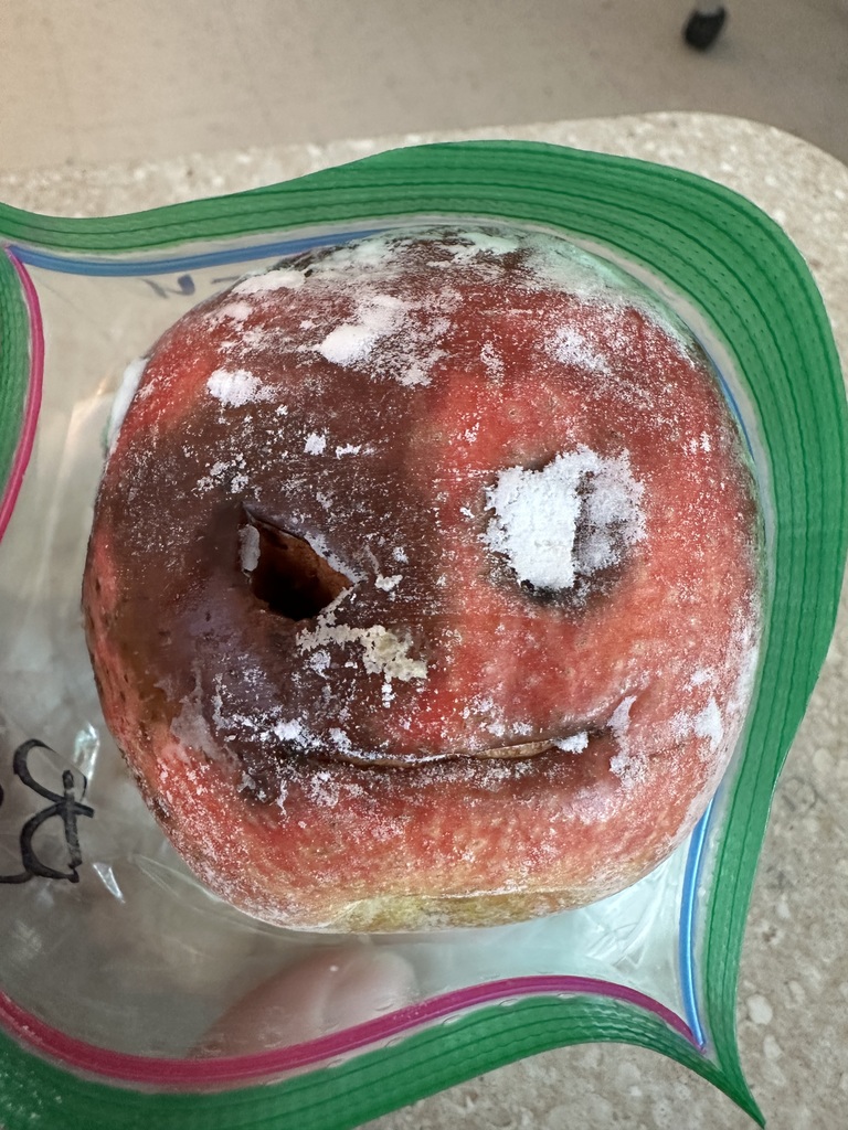 Top view of a dried, darkened apple inside a sealed plastic bag, showing cracks and preserved markings.