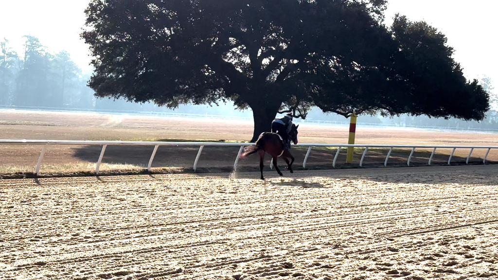 The iconic infield tree at the Aiken Training Track