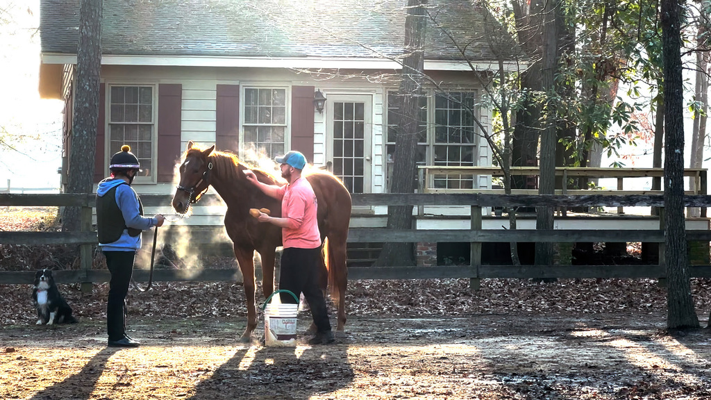 Aiken horses getting washed and groomed at the stables.