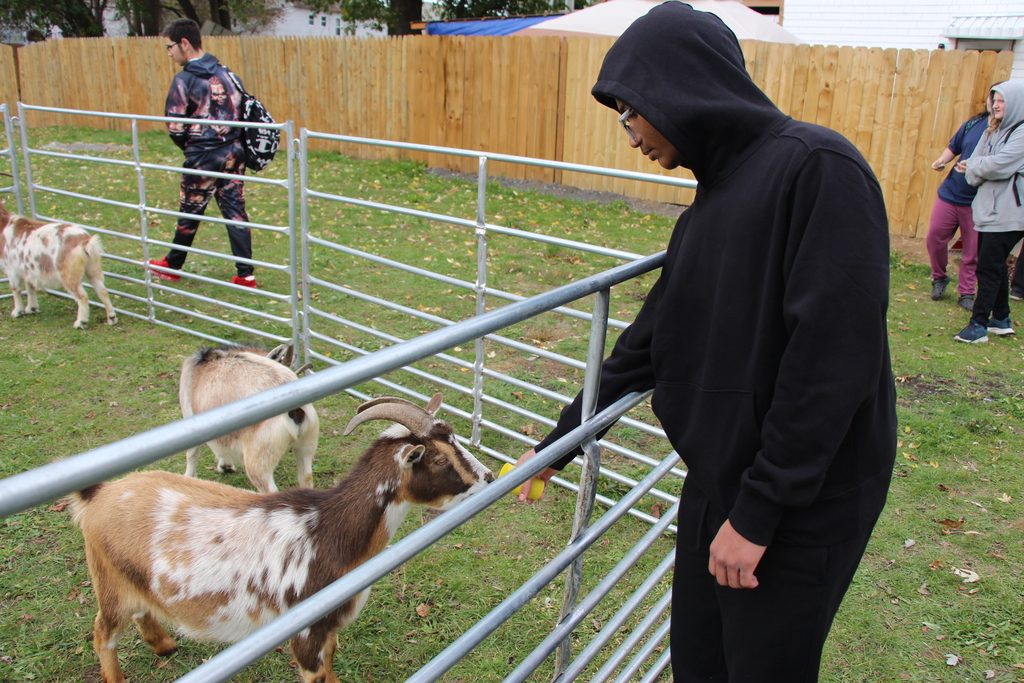 BPL Petting Zoo