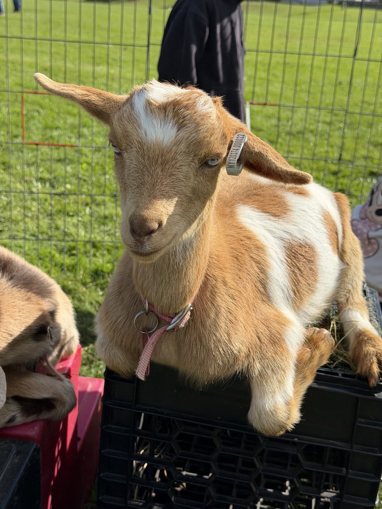 Zoller Farm Day