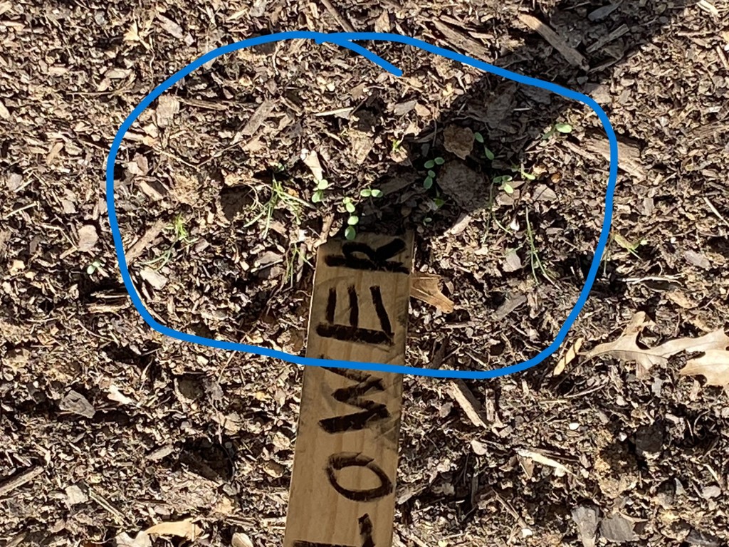 More crops sprouting through the garden.
