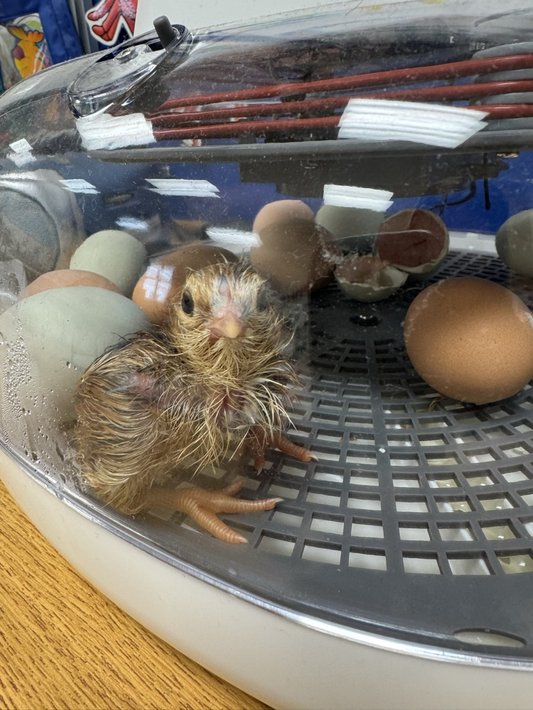 chicks