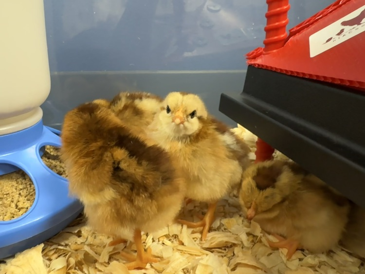 chicks