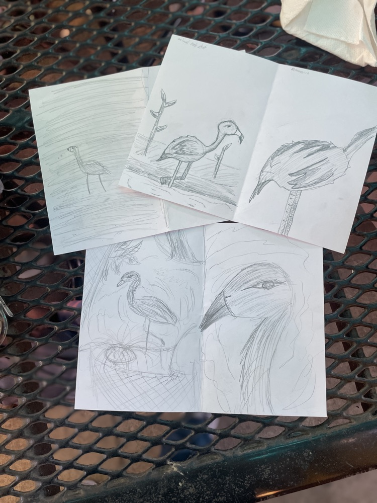 Three drawings of flamingos sketches